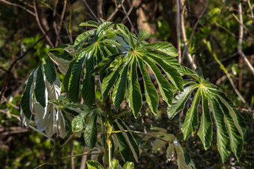 Embauba-do-brejo (Cecropia pachystachya) in Brazil. It belongs to the stratum of pioneer plants of the Atlantic forest