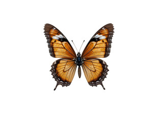 Detailed Butterfly with Orange Wings Isolated on Transparent Background