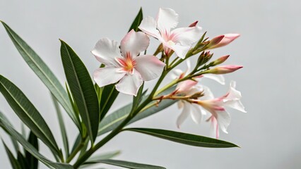 Oleander flower with leaves isolated on light grey background, toxic plant