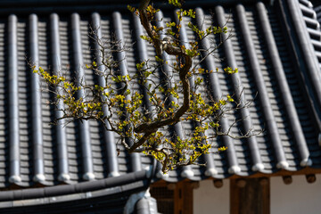 Obraz premium View of the branches and leaves against the tiled roof in the Buddhist temple