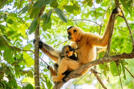 Southern Yellow-cheeked Crested Gibbon - Nomascus gabriellae, beautiful brown gibbon monkey from canopy of tropical forests in Southeast Asia, Vietnam.