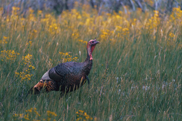 A wild turkey stands in a lush green field with yellow wildflowers, its dark iridescent feathers contrasting with the vibrant surroundings.
