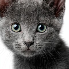 Gray kitten portrait close up adorable feline pet photography cute kitty cat eyes whiskers animal love face
