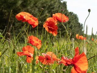 bright wild scarlet poppy flowers on a field of still green wheat on a sunny summer day