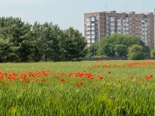 field of agricultural crops winter wheat with wild crucian poppy flowers near multi-storey buildings on the outskirts of the city of Krasnodar on a sunny May day