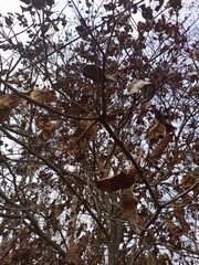 Bare Tree Branches with Clinging Dried Brown Leaves Against Sky