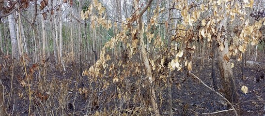 Deciduous Forest Floor After a Wildfire with Scattered Dead Trees