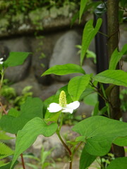 どくだみの葉っぱ