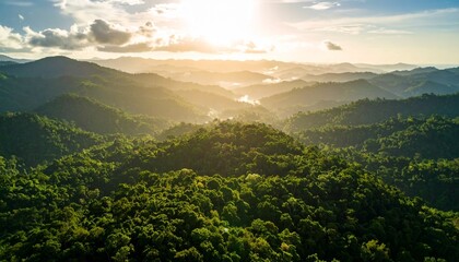 Photo Rainforest landscape background