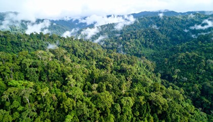 Photo Rainforest landscape background