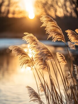 The golden reeds and the reflection of the river in the sunset glow