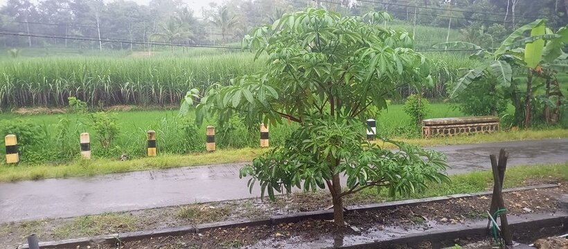 Rainy Day Scene with Young Pule Tree by Roadside