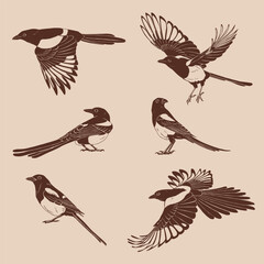 Magpie, flying bird, set. Hand drawn vector illustration