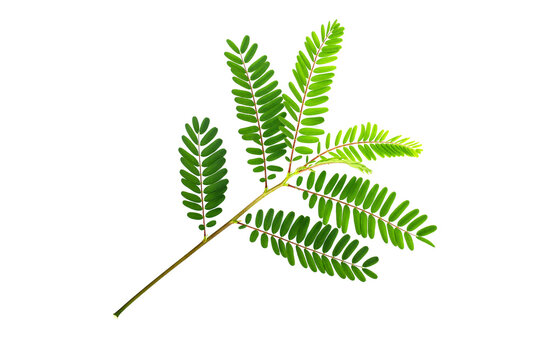 Sesbania Grandiflora leaves on white.