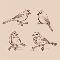 Set of titmouse. Hand drawn vector illustration.