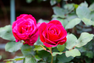 Red rose in a public park in Japan