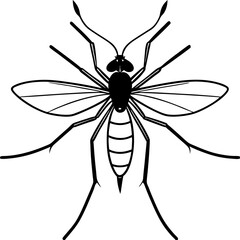 mosquito isolated on white background