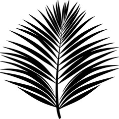 feather on white background