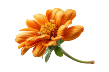 PNG Vibrant orange gerbera daisy flower with green stem on black background