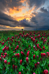 Beautiful sunset over field of blossoming clover incarnate