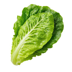 Fototapeta premium Fresh green romaine lettuce leaves isolated transparent background healthy food ingredient