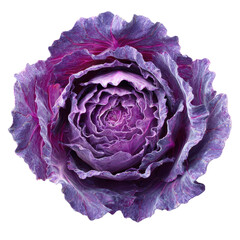 Obraz premium Vibrant Purple Cabbage Close Up A Stunning Detailed Image of Red Cabbage