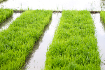 Photo of rice seedlings ready to plant.