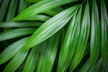Closeup green leaves of tropical plant in garden. Dense dark green leaf with beauty pattern texture background. Green leaves for spa background. Green