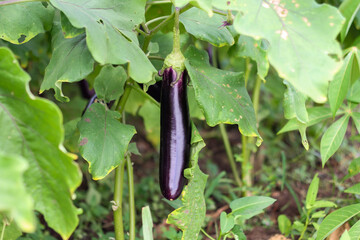 Photo of purple eggplant on the tree.