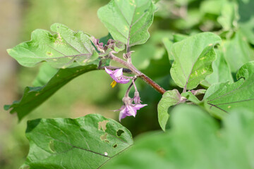 Photo of purple eggplant flowers on the tree.