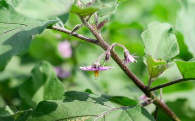 Photo of purple eggplant flowers on the tree.