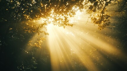 Sunbeams through forest canopy, misty morning light.