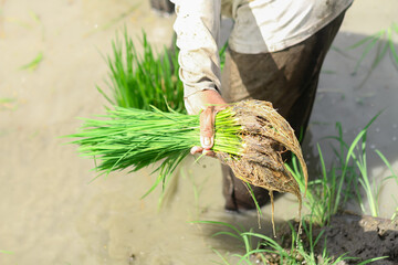 Photo of a farmer's hand holding rice plant seeds.