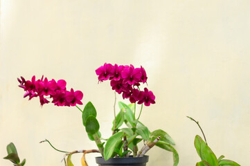 Photo of purple orchid flower.