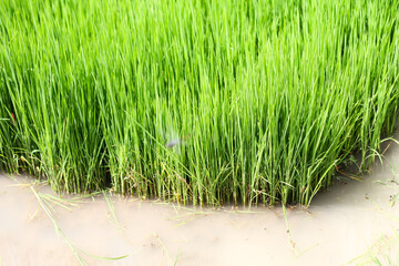 Photo of rice seedlings ready to plant.