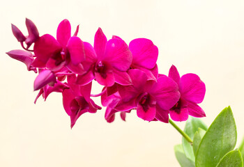 Photo of purple orchid flower.