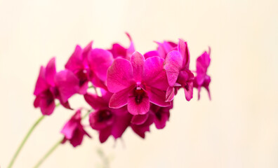 Photo of purple orchid flower.