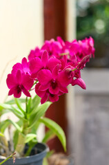 Photo of purple orchid flower.