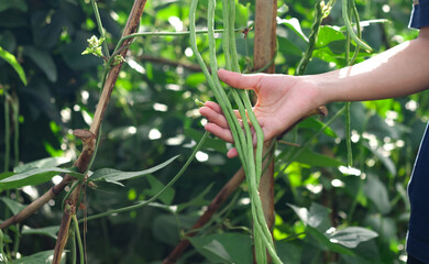Photo of hands holding long beans on the tree.