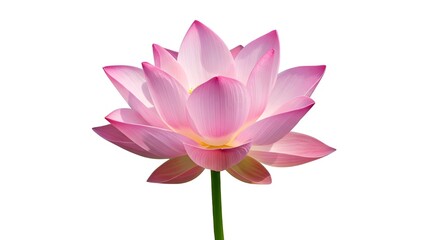 Pink Lotus Flower Isolated on White