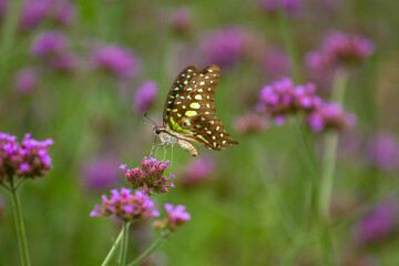 colorful butterfly on a purple flower
