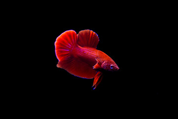 super red betta fish with isolated black background
