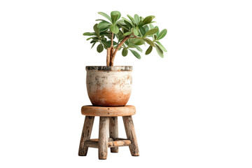 PNG Potted jade plant on rustic wooden stool isolated on black background