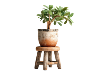 PNG Potted jade plant on rustic wooden stool isolated on black background