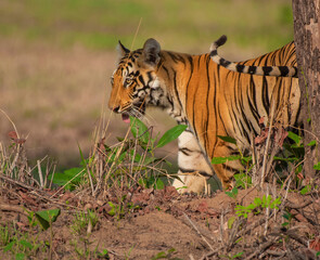 A young tiger cub out of the bushes in a forest in India.