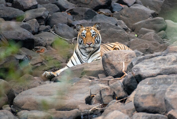 Tiger resting on a rocky terrain inside the forest. Close up selective focus.