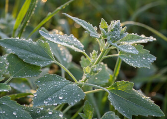 Dew-Kissed Lamb's Quarters Plant Close-Up
