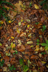 Close-up of fallen autumn leaves on a forest floor