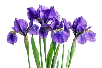 Beautiful Bouquet Purple Irises Isolated