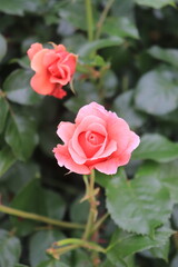 Roses blooming in Japan